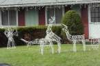 humping-lawn-reindeer.jpg