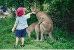 Feeding The Kangaroo.jpg