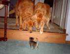kitten-outnumbered.jpg