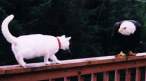 curious-cat.jpg