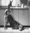 3721_1861_dog-teamwork.jpg