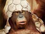 Monkey with Football.JPG