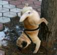 5191_2596_pug-stunt-pisser.jpg