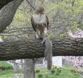 5619_2810_squirrel-gets-caught.jpg