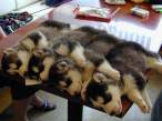 Cant Stack Dogs.jpg
