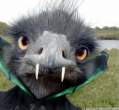 normal_ostrich_dracula.jpg