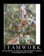 teamwork.jpg