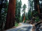 Redwood_Road,_Sequoia_National_Park.jpg