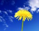 _1280_1024_Chrysanthemum_flower_009.jpg