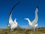 Albatroses - Proclamation Island, New Zealand.jpg