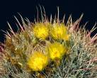 barrelcactus_flowers.jpg