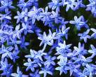 blue_flowers_01.jpg