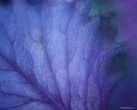 blue_leaf.jpg