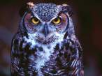 owl 2.jpg