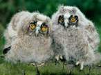Long-Eared Owl Chicks.jpg