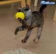 sillykittie.jpg