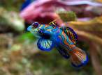 Mandarinfish.jpg