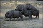 Three Little Pigs.jpg