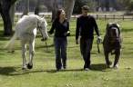 9373_411725539_horseordog.jpg