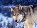 Gray Wolf in Snow.jpg