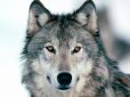 Look Into My Eyes, Winter Wolf.jpg