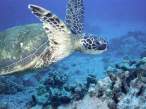 Green Sea Turtle.jpg