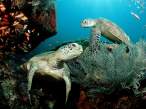 Green Sea Turtles.jpg