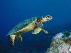 Hawksbill Turtle, Malaysia.jpg