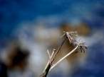 DSC00450.JPG