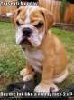 Click to enlarge cute-puppy-pictures-friday-fase.jpg