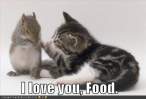funny-pictures-cat-loves-food.jpg