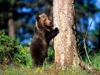 Bear Hug, Grizzly Bear Cub.jpg