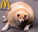 mcdog.jpg
