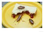 OSDED-00000026-001~American-Cockroach-Periplaneta-Americana-Eating-Improperly-Stored-Food-Posters.jpg