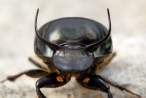 large male Onthophagus taurus dung beetle.jpg