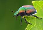 Popillia japonica - Japanese Beetle.jpg