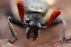 Sandalus niger cicada parasite beetle (male).jpg