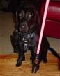 dressed_dog_04.jpg