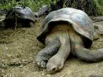 Giant Land-turtles, Galapagos.jpg