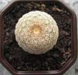 Echinocereus rigidismus.jpg