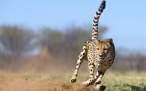 running_cheetah-1440x900.jpg