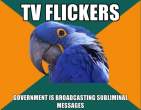 1296944229537_Paranoid_Parrot-s580x451-133385-580.jpg
