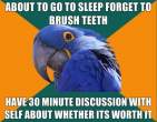 1296945435768_Paranoid_Parrot-s580x451-133402-580.jpg