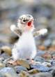 Moment-Vivid-Animals-12.jpg