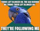 Paranoid+Parrot+OC_e47172_2316047.jpg