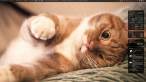 kitty.jpeg