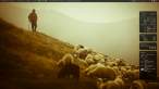 shepherd.jpeg