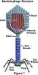bacteriophage.jpg