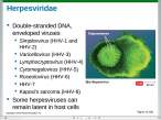 Herpesviridae.jpg