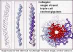 collagen.gif